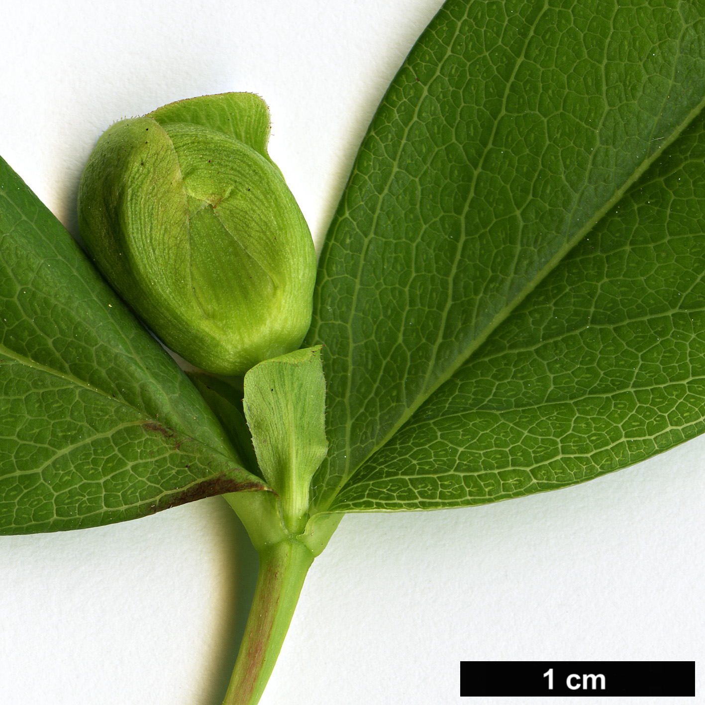 High resolution image: Family: Hypericaceae - Genus: Hypericum - Taxon: calycinum - SpeciesSub: f. luteum